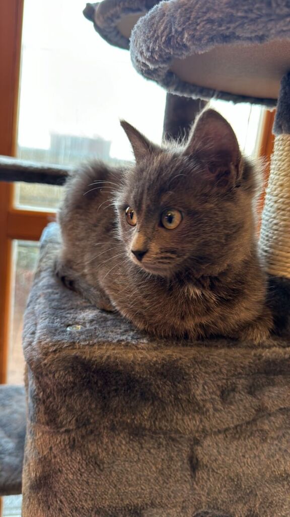 Re Robert I della Casa Baratheon