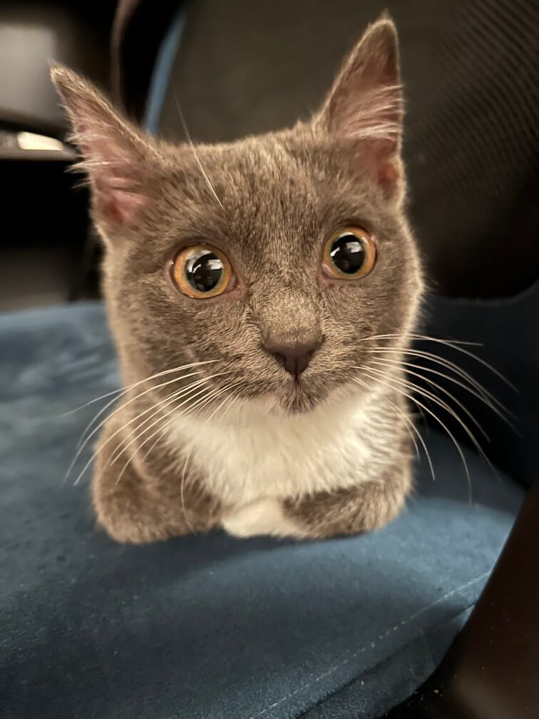 Regina Daenerys I della Casa Targaryen